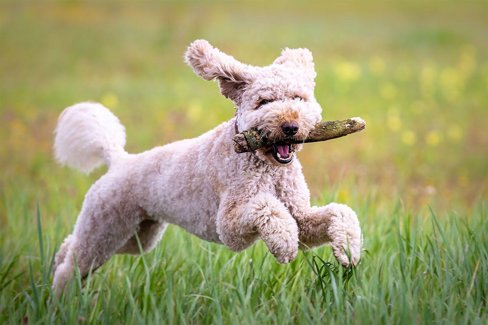 Dog Health Essentials: Expert Tips for Keeping Your Pup Happy and Healthy