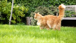 Cat-Proofing Your Home: Creating a Safe Environment for Your Curious Companion