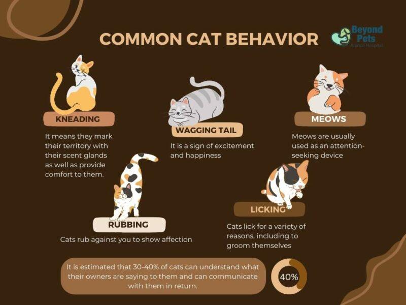 Unlocking the Mysteries of Cat Behavior: Understanding Your Feline Friend