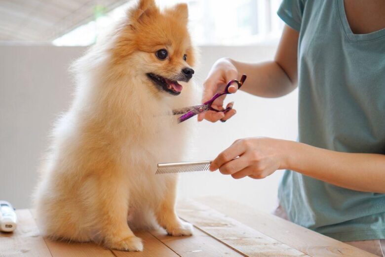 The Art of Dog Grooming: Tips and Tricks for a Well-Groomed Companion