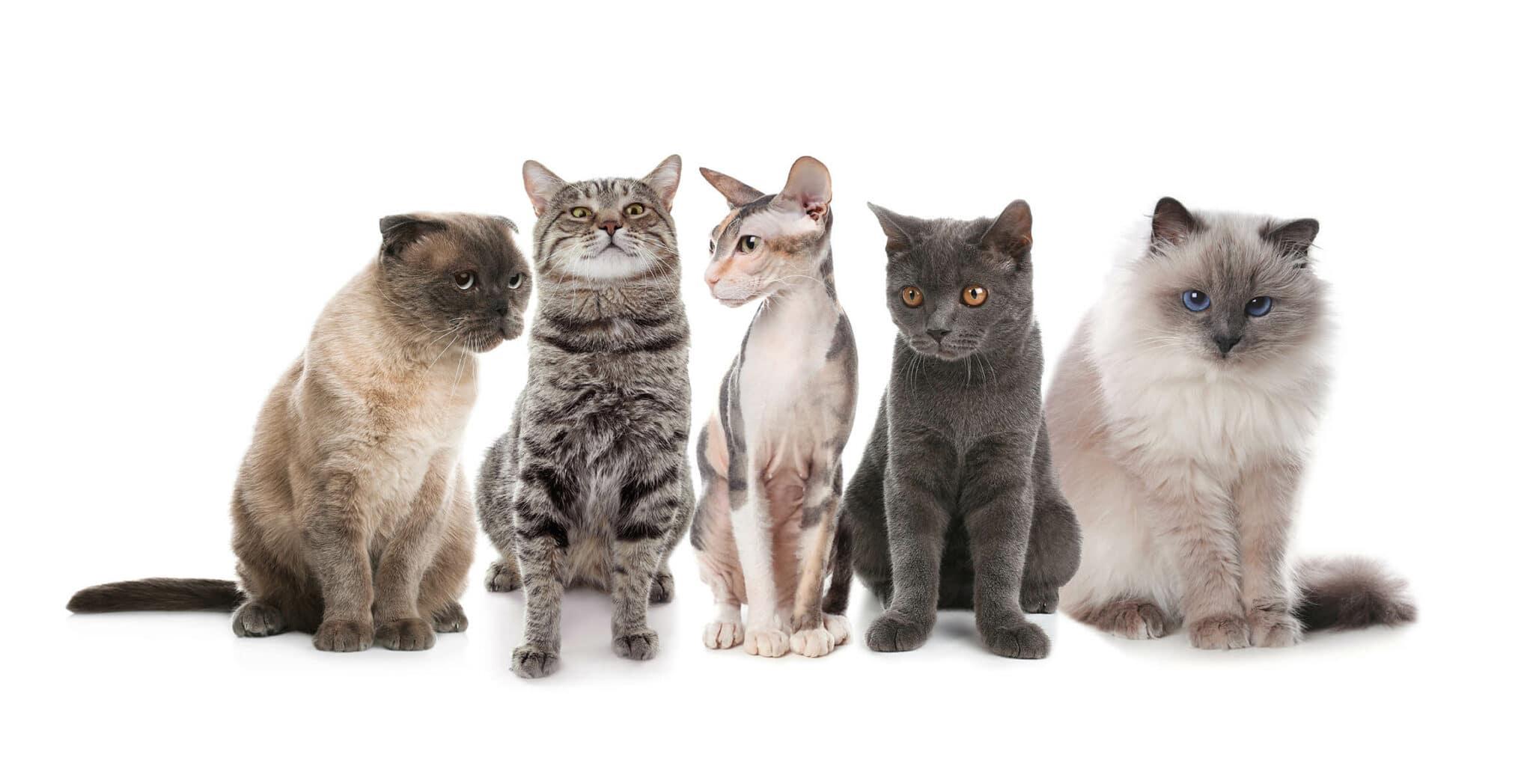 Exploring the World of Cat Breeds: Finding the Perfect Match for Your Lifestyle