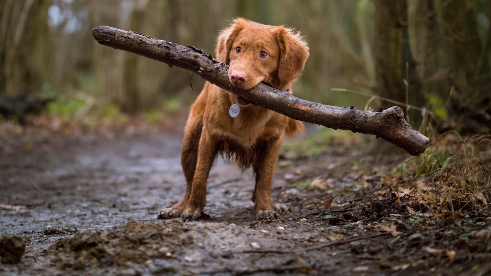 Understanding Dog Behavior: Unlocking the Secrets of Canine Communication