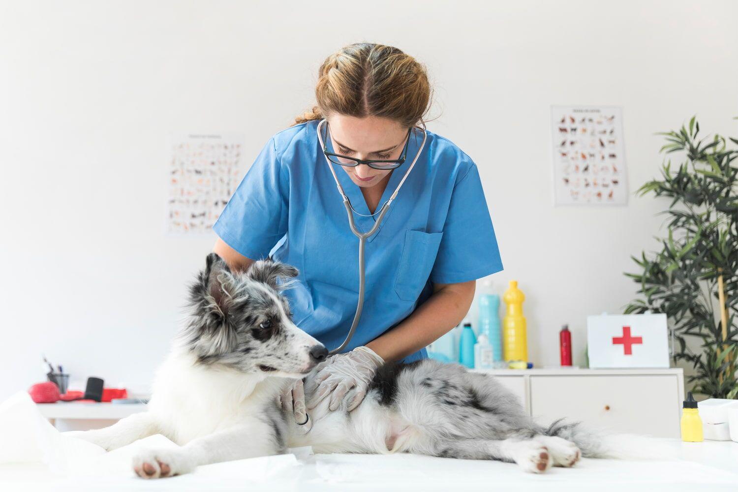 Pet Care 101: Essential Tips for Keeping Your Companion Happy and Healthy