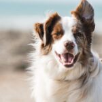 Exploring Dog Breeds: Finding the Perfect Match for Your Family and Lifestyle